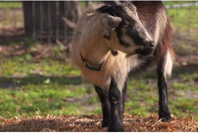 Who did Divot the Goat back to win the WGC?