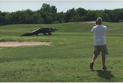 This giant alligator makes a Florida golf course his home